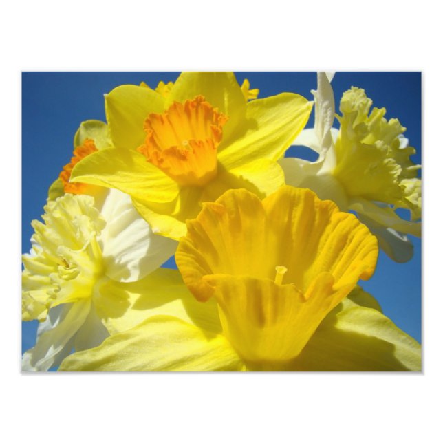 Impresiones de fotografía de flores de narciso ama (Frente)