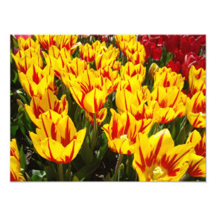 Impresiones de fotografía de naturaleza Tulipanes