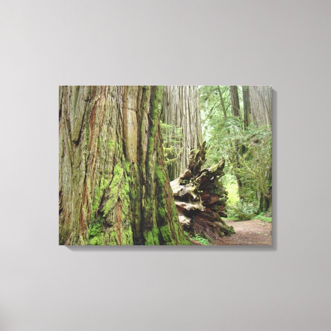 Impresiones de fotografía en lienzo del bosque de  (Anverso)