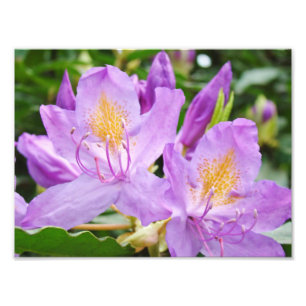 Impresiones de fotografía floral de Rhododendrons 