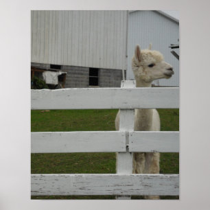 IMPRESIONES DE FOTOS