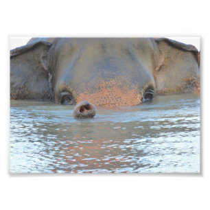 Impresiones de la foto: Fotografía de la fauna y
