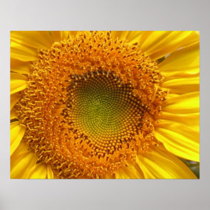 Impresiones de Poster de girasol