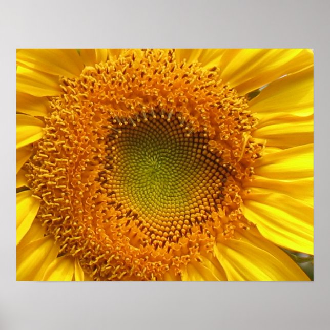 Impresiones de Poster de girasol (Frente)