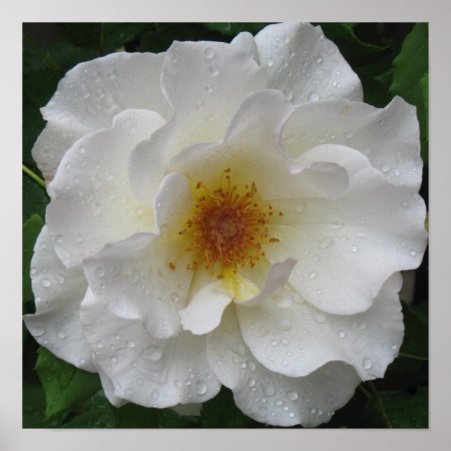 Impresiones de Poster de rosa blanco (Frente)