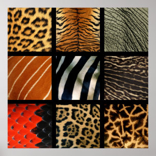 Impresiones en animales - 1