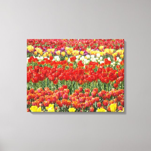 Impresiones en lienzo de fotografía Flores de Tuli (Anverso)