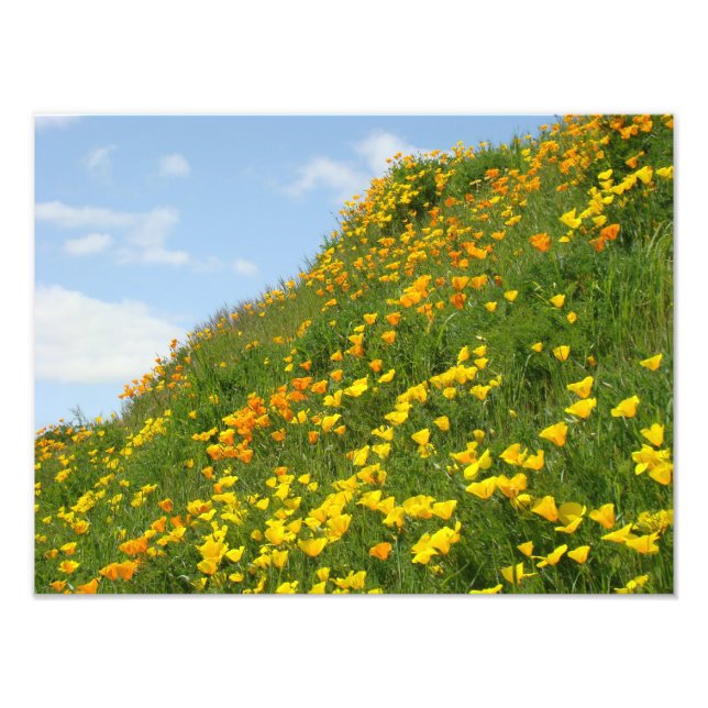 Impresiones florales de fotografía Flores de Amapo (Frente)