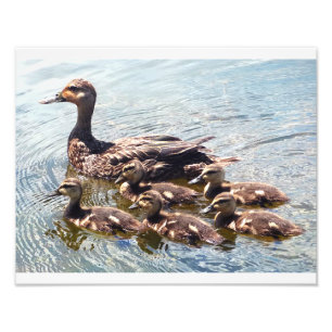 Impresiones fotográficas de duckland y pack