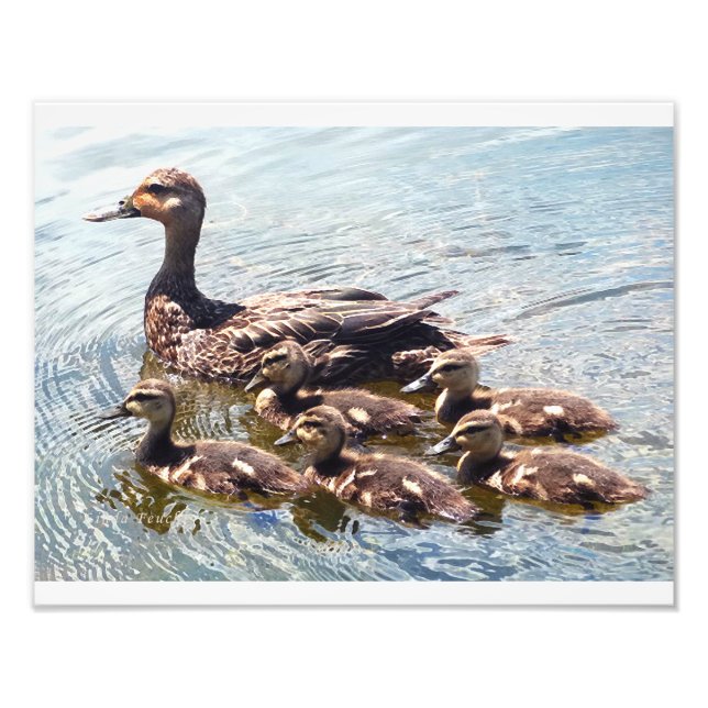 Impresiones fotográficas de duckland y pack (Frente)