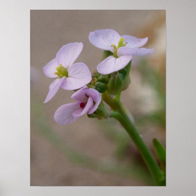 Impresiones fotográficas de flores (Frente)