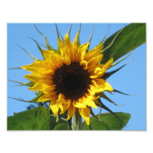 Impresiones fotográficas de girasol - Papel profes
