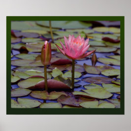 Impresiones fotográficas de Lily Pad -24x20-otros 