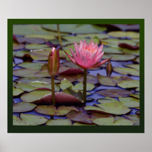 Impresiones fotográficas de Lily Pad -24x20-otros