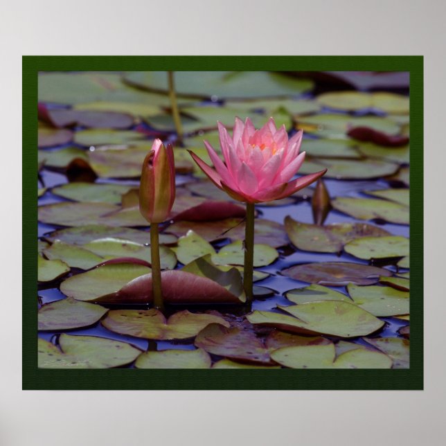 Impresiones fotográficas de Lily Pad -24x20-otros  (Frente)