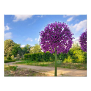 Impresiones fotográficas de Plant Allium