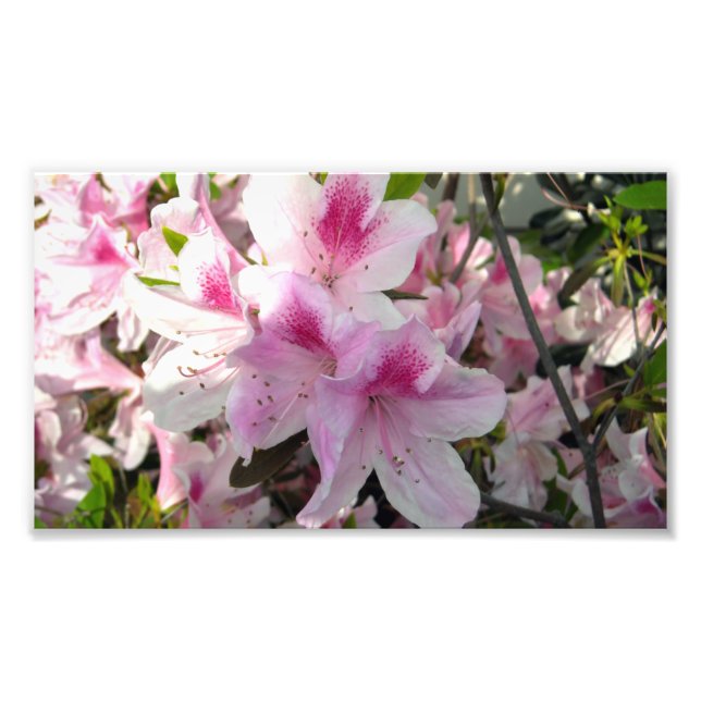 Impresiones fotográficas en color azalea rosa (Frente)