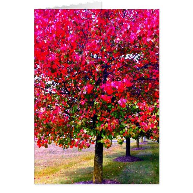 Impresionista rosa otoño deja árboles (Frente)