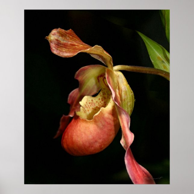 Impresora de arte de orquídeas Lady's-Slipper -20x (Frente)