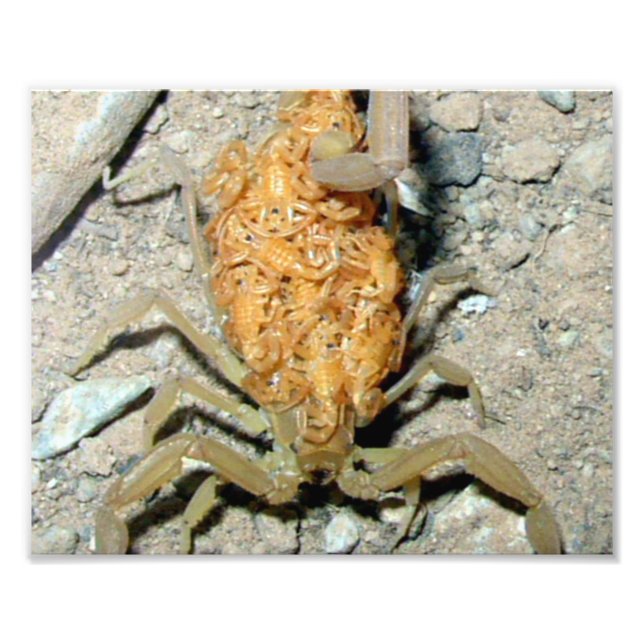 Imprimir foto de Arizona Bark Scorpion con bebés (Frente)