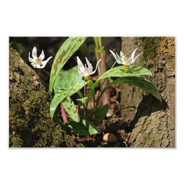 Imprimir foto de Trout Lily (Frente)