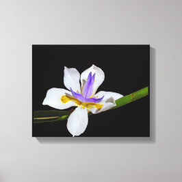 Imprimir lienzo - Iris - Fortnight Lily