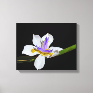 Imprimir lienzo - Iris - Fortnight Lily