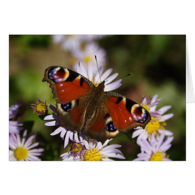 Inachis io (Anverso (Horizontal))