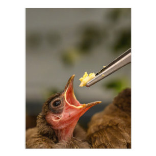 inauguración de la casa de gorriones Foto Ampliaci