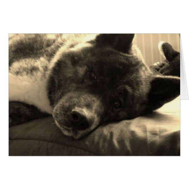 Inca Cansada (Anverso (Horizontal))