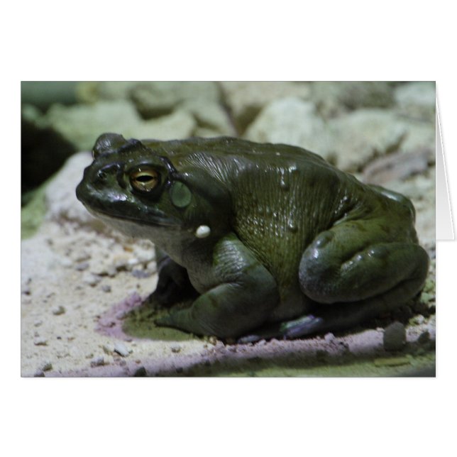 Incilius alvarius (Anverso (Horizontal))