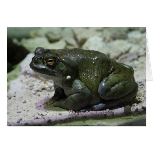 Incilius alvarius (Anverso (Horizontal))