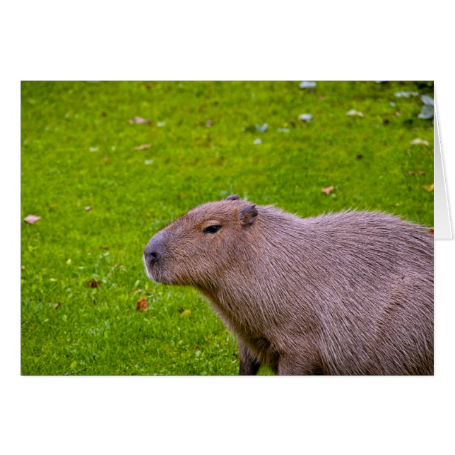 Increíble Animal Carpincho (Anverso (Horizontal))