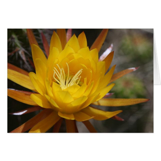 indefinido (Anverso (Horizontal))