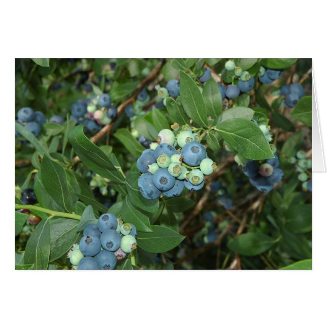 Indiana Blueberries (Anverso (Horizontal))
