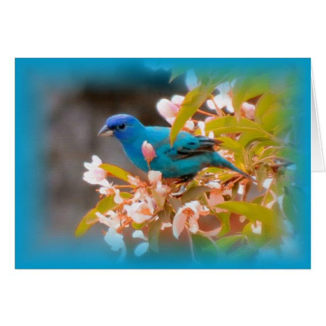 Indigo Bunting Blue (Anverso (Horizontal))