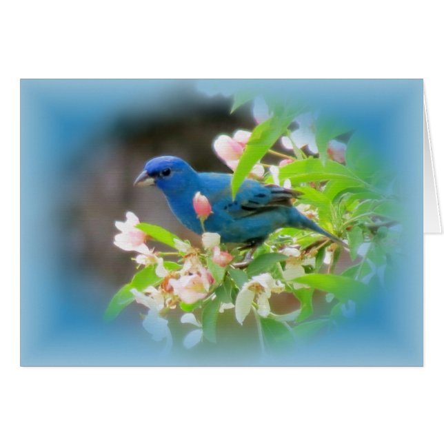Indigo Bunting Blues (Anverso (Horizontal))