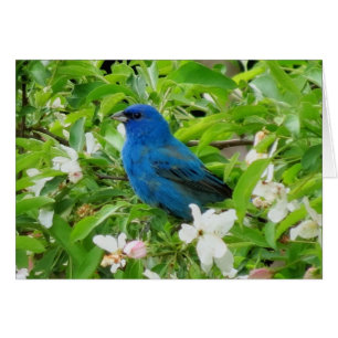 Indigo Bunting en Crabapple