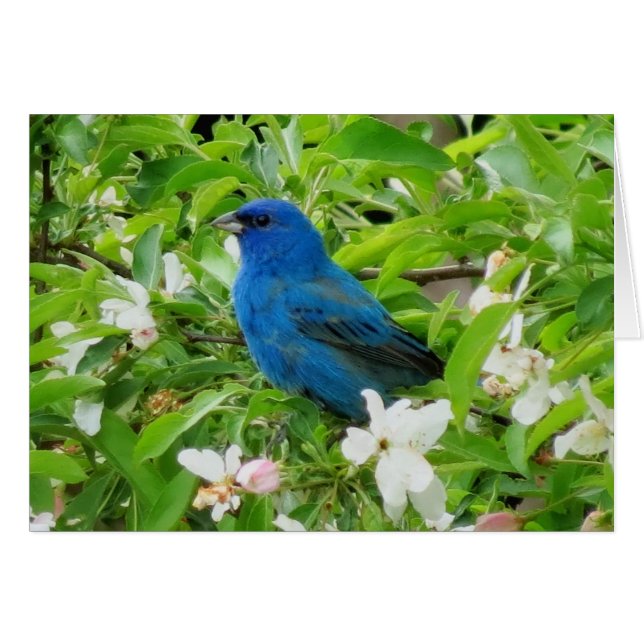 Indigo Bunting en Crabapple (Anverso (Horizontal))