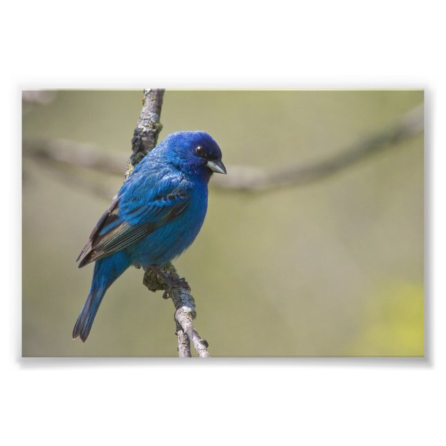 Indigo Bunting Perched In Sunlight: Fotografía (Frente)