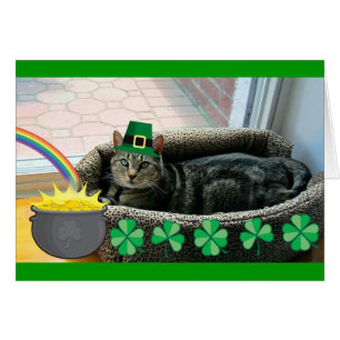 Indigo irlandés afortunado