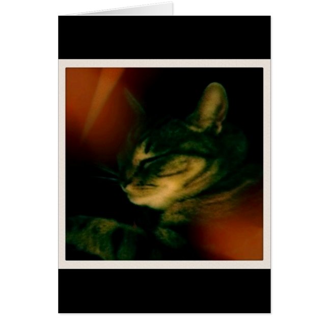 Indigo Naptime Closeup (Frente)