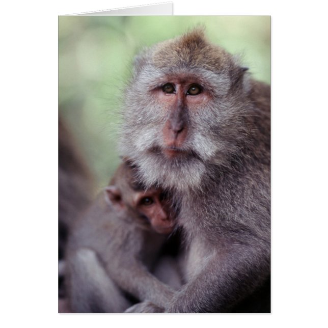 Indonesia, Bali, Ubud, Macaco de cola larga (Frente)