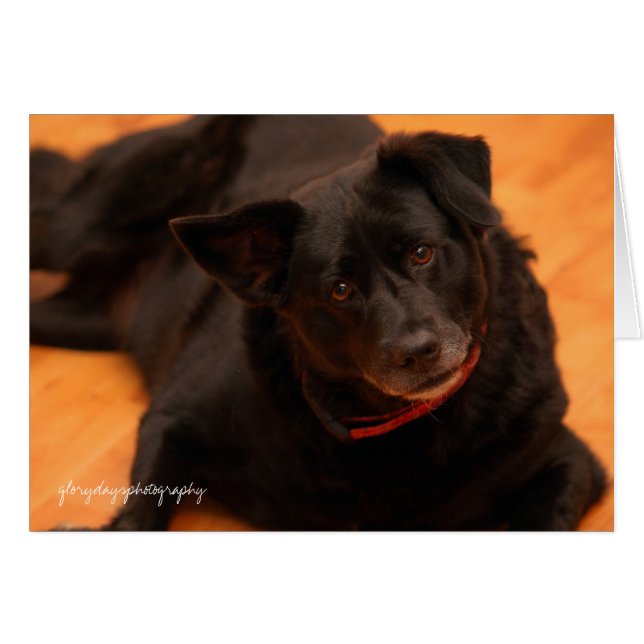 indy, glorydaysphotografía (Anverso (Horizontal))