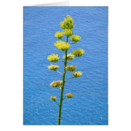 Inflorescencia de la planta de Agave.