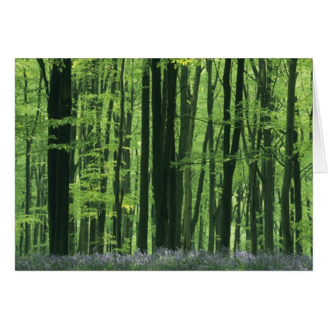 Inglaterra, bosque de hayas y Bluebells (Anverso (Horizontal))