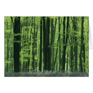 Inglaterra, bosque de hayas y campanillas azules