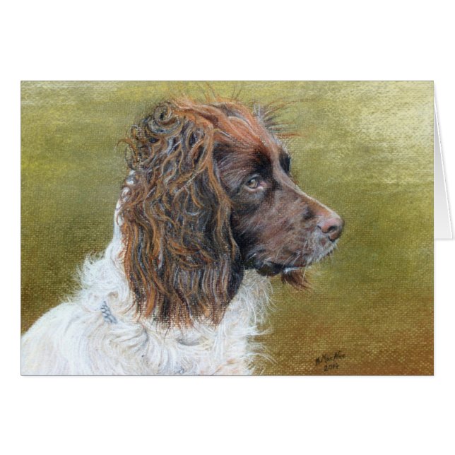 Inglés Springer Spaniel, arte fino (Anverso (Horizontal))