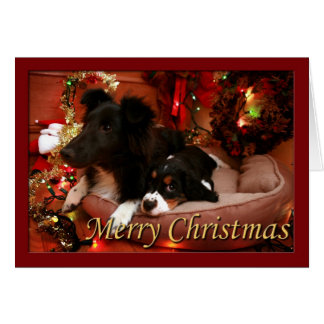 Inglés Springer Spaniel, Springer Spaniel, español