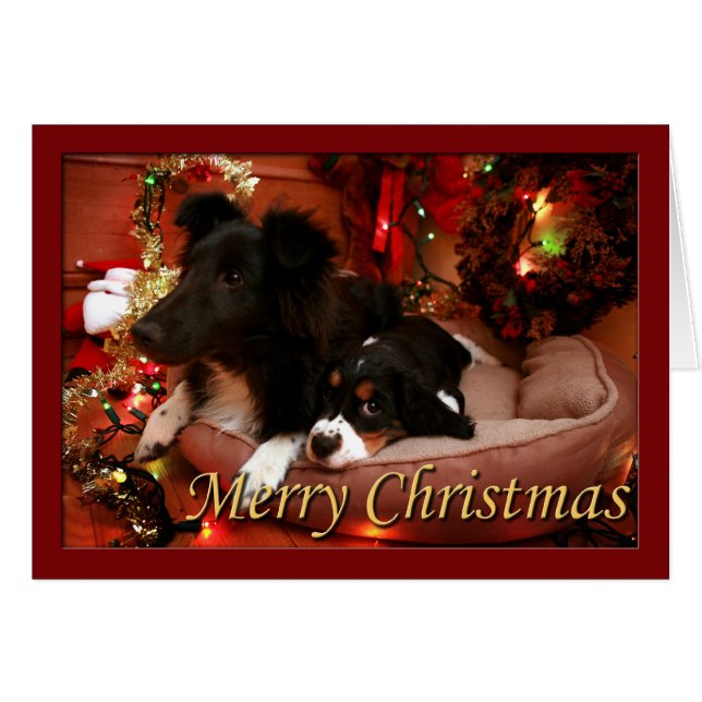 Inglés Springer Spaniel, Springer Spaniel, español (Anverso (Horizontal))